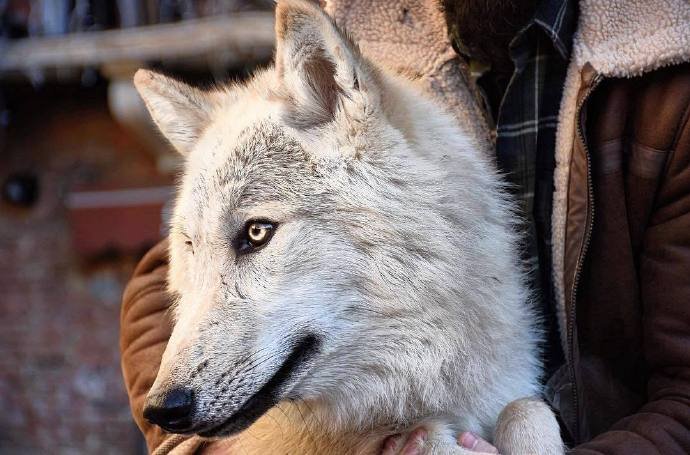 《狼国的秘密》的读后感500字怎么写?