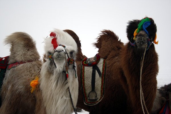 澳大利亚一农民3小时内射杀113头骆驼，此行为是否违法？