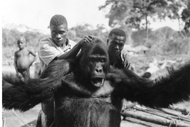 艾滋病毒来源于猩猩,第一个感染的人类,到底对猩猩做了啥?