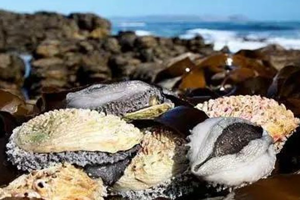 鲍鱼几个头的最好?