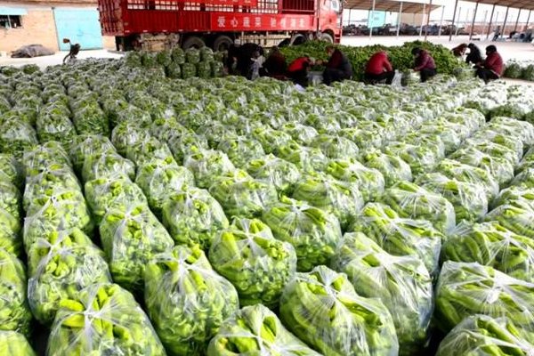 上海最大的蔬菜批发市场在哪里?