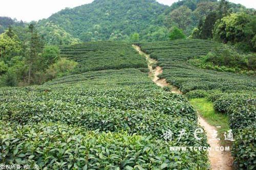 山岚茶的塔山山岚茶简介