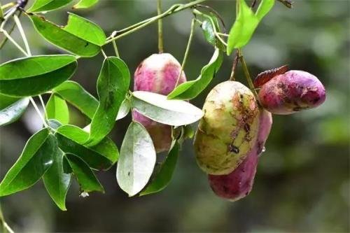 木通的功效与作用是什么?