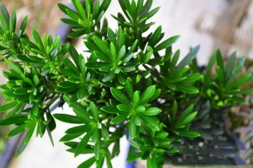 利润可观、月赚几十万!揭秘电商平台假苗木销售都有哪些“套路”?