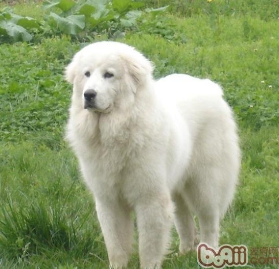 大白熊犬是什么品种?