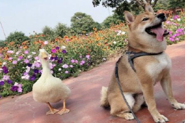 王珞丹发布寻鸭启事，鸭子被吃谁应该负责？