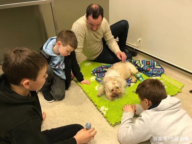 陪孩子长大的狗狗突然去世了，家长该怎么安慰孩子？