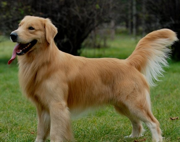 金毛犬Siri之死背后,涉事公司存在哪些不合规的问题?