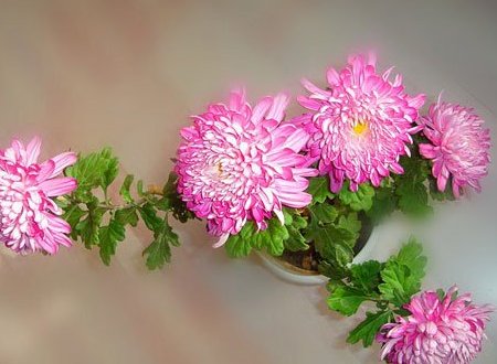 菊花开花的样子(未开时和开时)