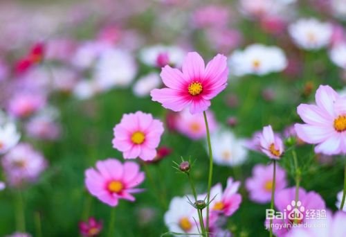 如何养大波斯菊