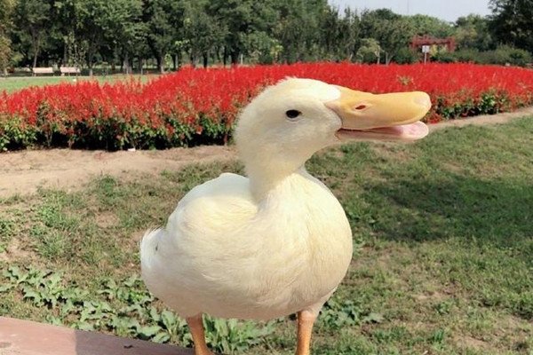 王珞丹发布寻鸭启事,鸭子被吃谁应该负责?