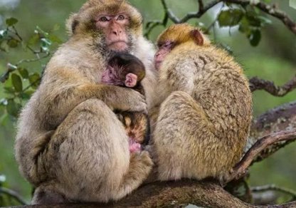 曝邯郸动物园猴子居住环境恶劣,猴子在这样的环境下能健康生活吗?