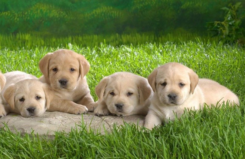 北京动物园猴子扎堆抱团取暖,是否该给小动物提供一定的保暖举措?