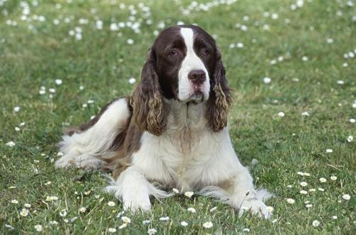 史宾格犬有什么优缺点