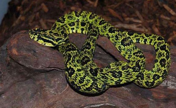 烙铁头蛇毒性厉害么?咬人多久死亡?