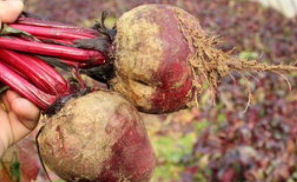 甜菜头的营养价值和功效是什么？