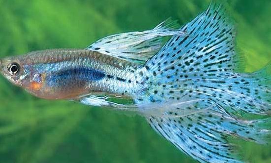孔雀鱼品种有哪些呢?