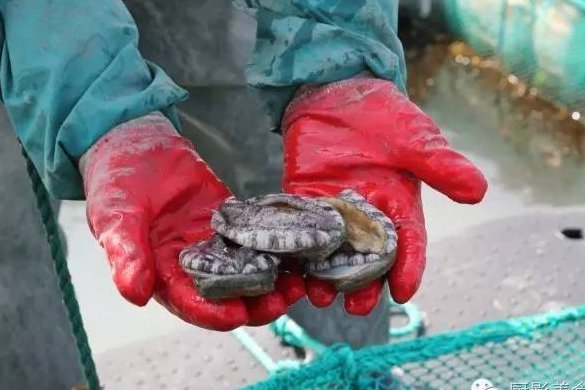 鲍鱼几个头的最好?