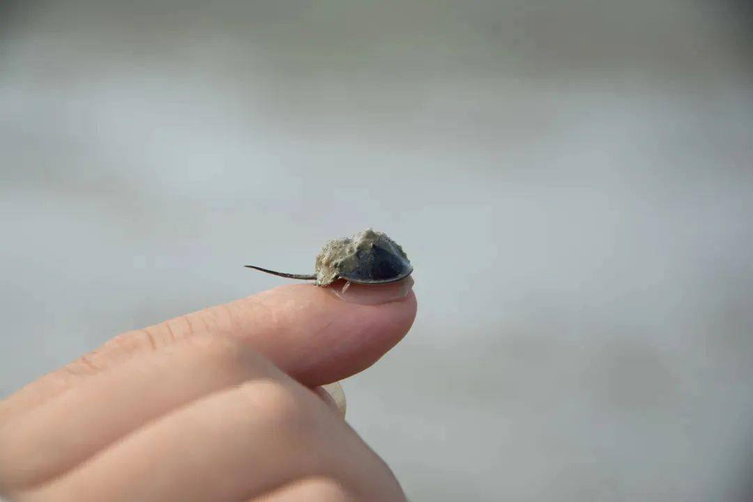 中国首次发现了混翅鲎化石,混翅鲎是一种什么样的生物?