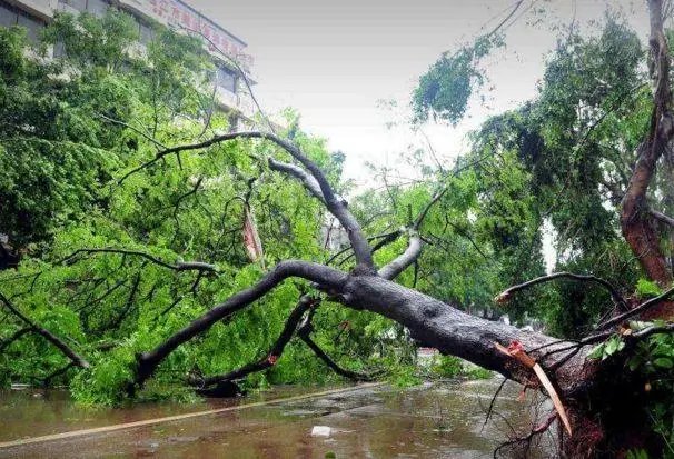 台风木兰登陆,女子被吹成“赛亚人”!台风木兰名称的由来是什么?