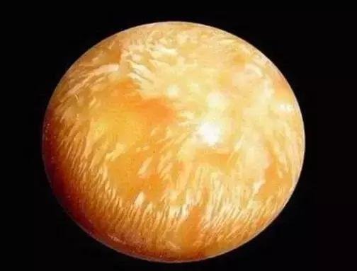 价值百万!泰国司机海螺里吃出龙珠,海螺里为何会暗藏龙珠?