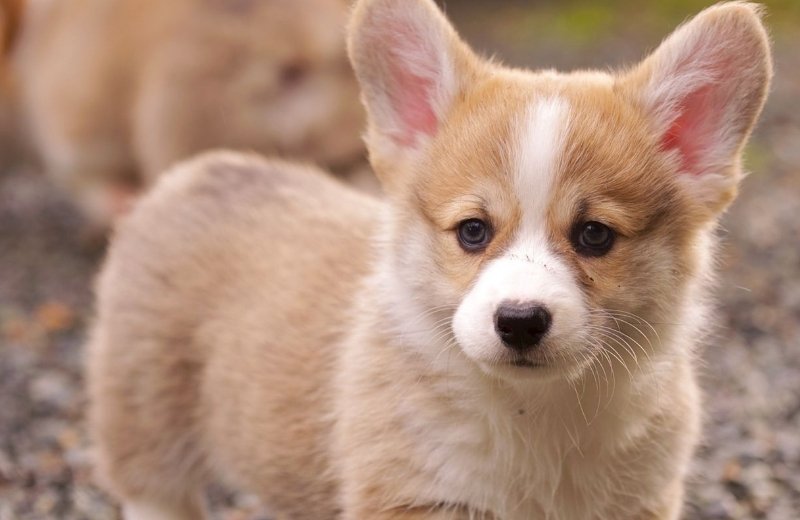 北京动物园猴子扎堆抱团取暖,是否该给小动物提供一定的保暖举措?