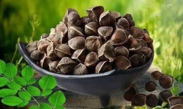 辣木籽的功效与作用及食用方法是什么?