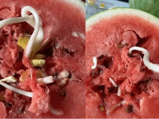 有图有真相!女子切开西瓜发现“黄豆芽”,这样的西瓜能吃不?