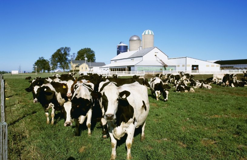 飞鹤有自己的牧场,飞鹤牧场是吗?国内的乳企都有自己的牧场吗?