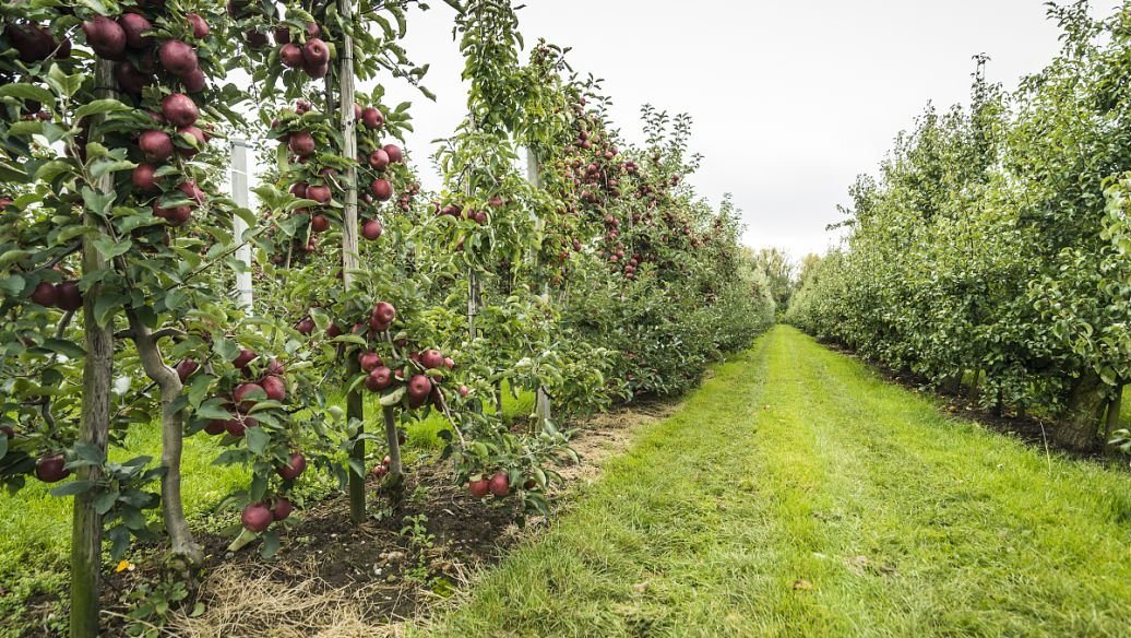 利润可观、月赚几十万!揭秘电商平台假苗木销售都有哪些“套路”?