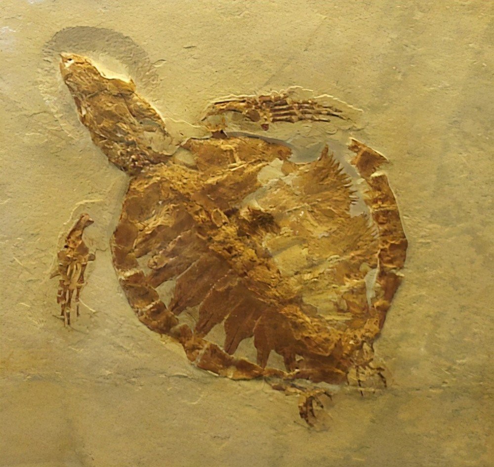 中国首次发现了混翅鲎化石,混翅鲎是一种什么样的生物?