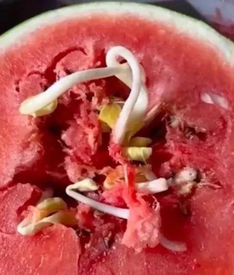 有图有真相!女子切开西瓜发现“黄豆芽”,这样的西瓜能吃不?