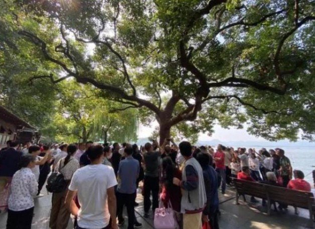 西湖边的“网红松鼠”被老鹰抓走,被抓的原因是什么呢?