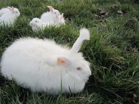 宠物店老板狠心剪掉兔耳,他还有良知吗?