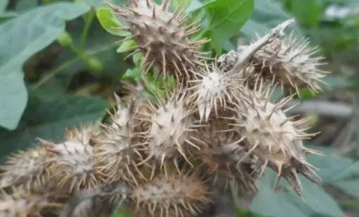 陕西老人用农药给孙子洗澡双双中毒,老人为何这么做?