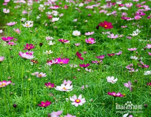 如何养大波斯菊