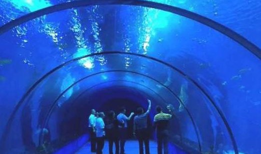 福建一鲨鱼馆发生致人死亡事故,是意外还是人为?