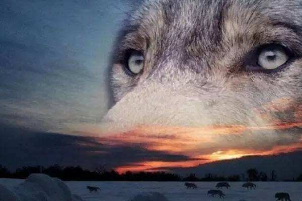 华为的狼性文化究竟是什么?