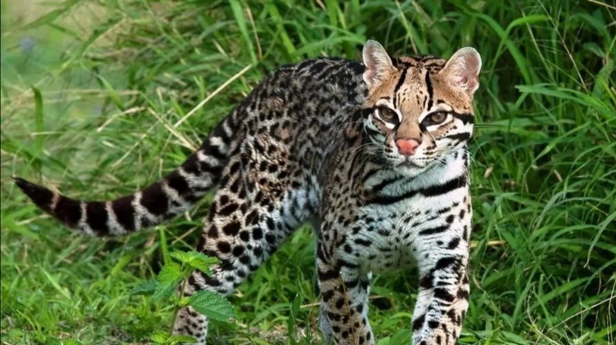 河南一养殖场疑现近百只豹猫,这些豹猫是来自哪里的?