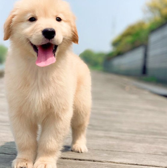 金毛犬Siri之死背后,涉事公司存在哪些不合规的问题?