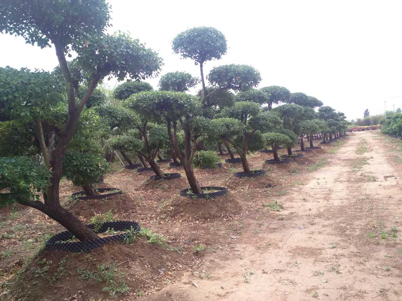 泗水男子用8年在自家果树地里“种出了”纯天然“树椅”,对此你怎么看?