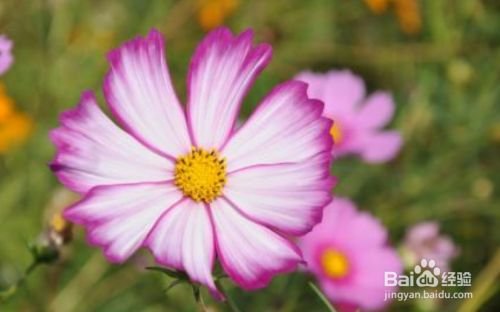 如何养大波斯菊