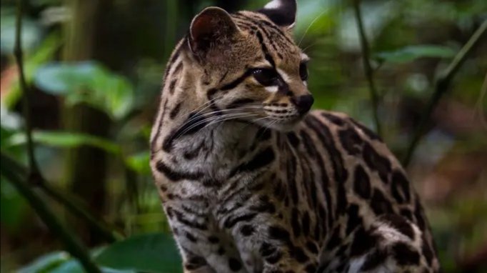 河南一养殖场疑现近百只豹猫,这些豹猫是来自哪里的?