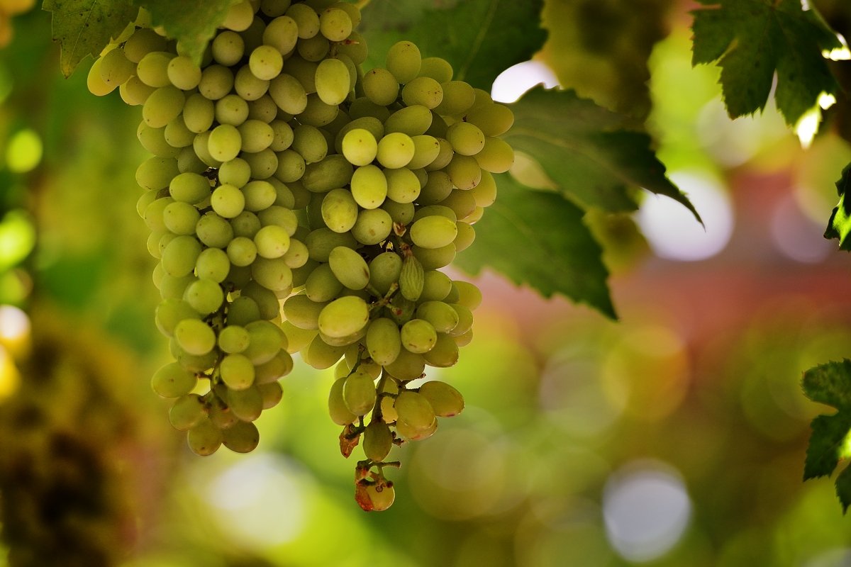 新疆全面恢复正常生产生活秩序后将会做出哪些安排?