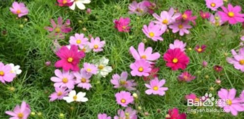 如何养大波斯菊