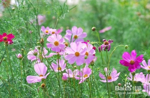 如何养大波斯菊