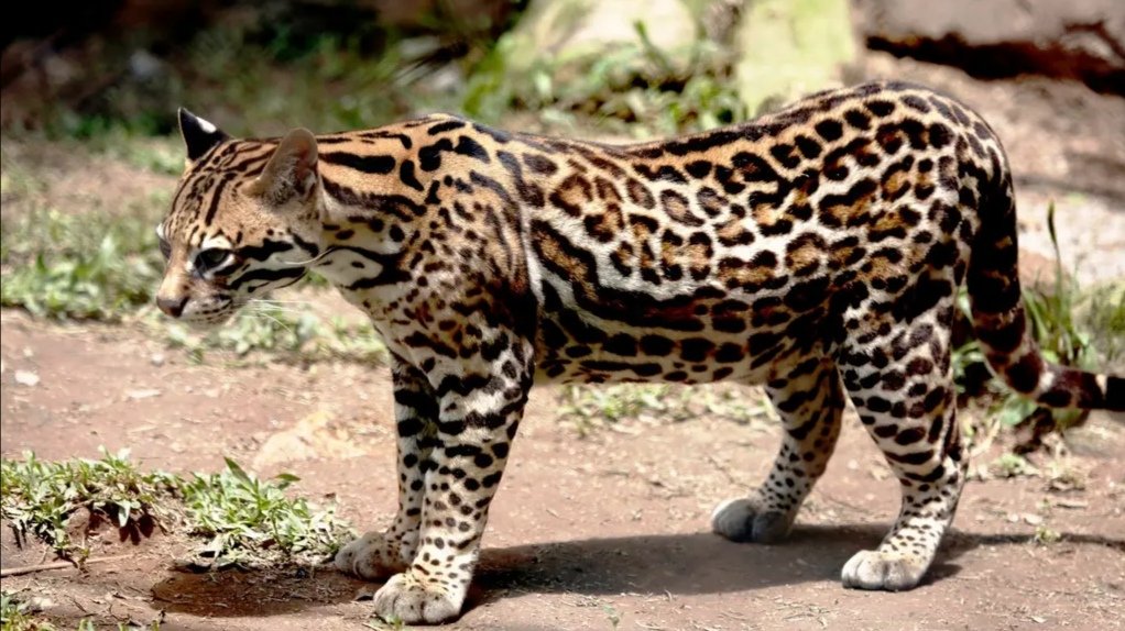 河南一养殖场疑现近百只豹猫,这些豹猫是来自哪里的?