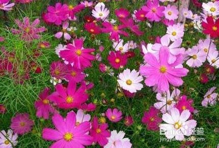 如何养大波斯菊