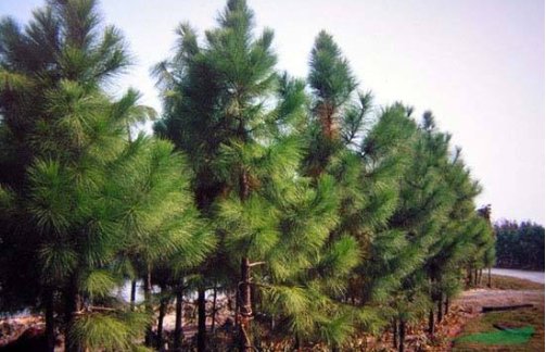 湿地松有哪些作用?