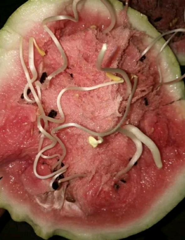 有图有真相!女子切开西瓜发现“黄豆芽”,这样的西瓜能吃不?